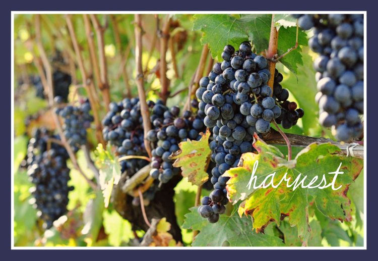 fruits of your labor