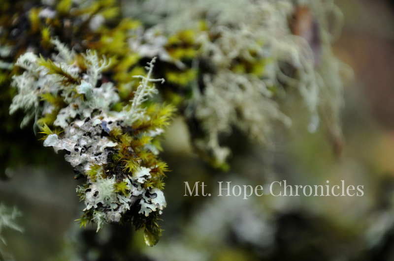 Green Friday (6) @ Mt. Hope Chronicles