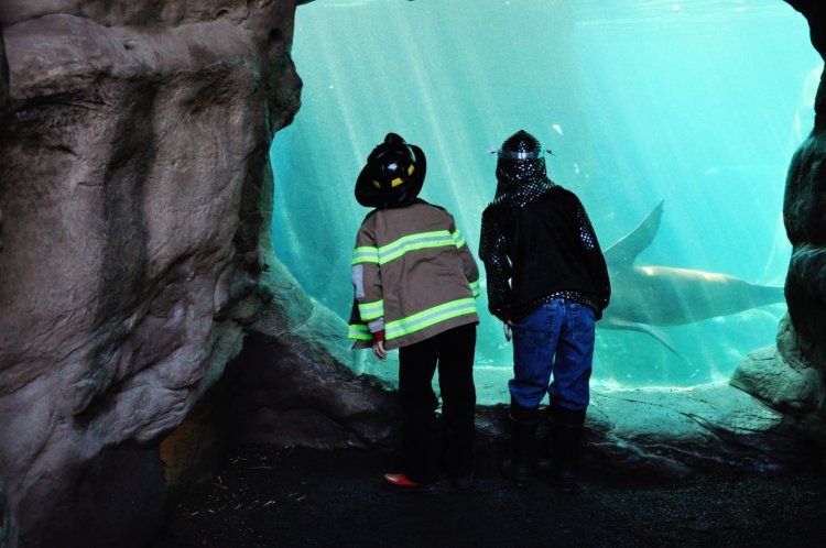 Aquarium (2)