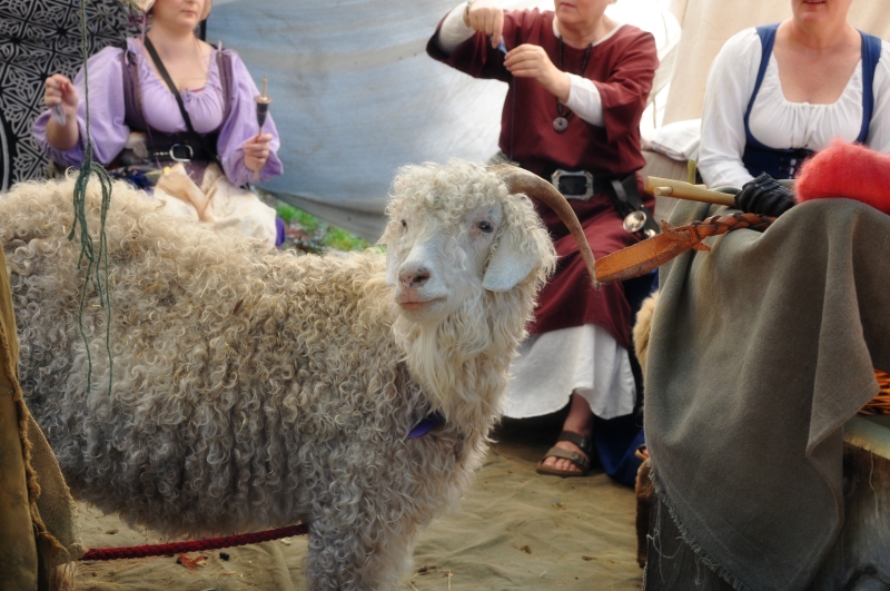 Angora Goat @ Mt. Hope Chronicles