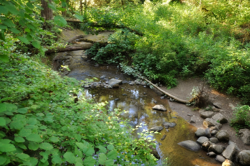 Creek @ Mt. Hope Chronicles